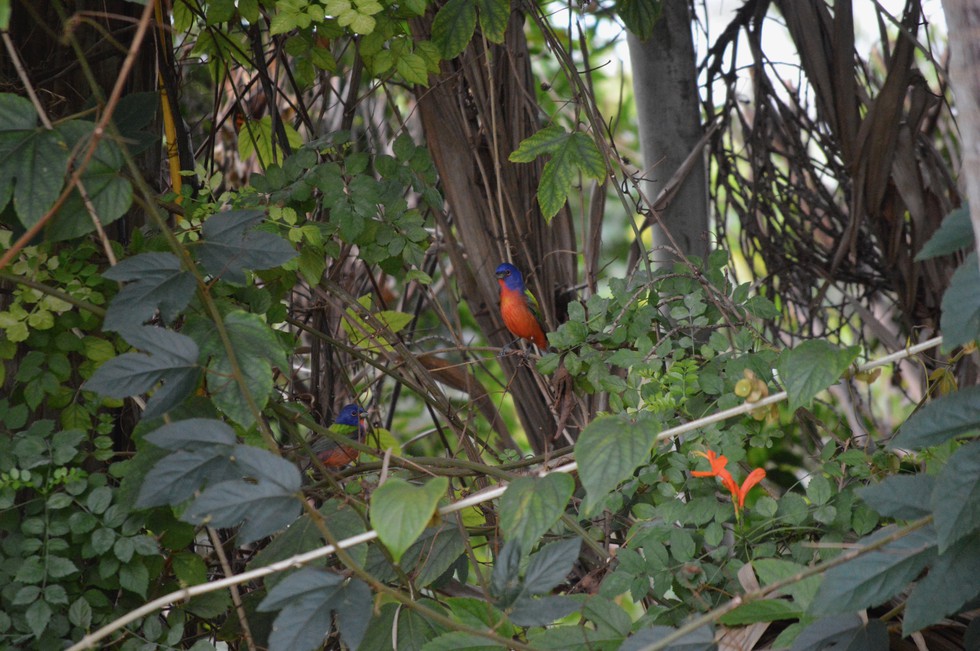 How Miami Dade residents can help birds migrate safely Miami