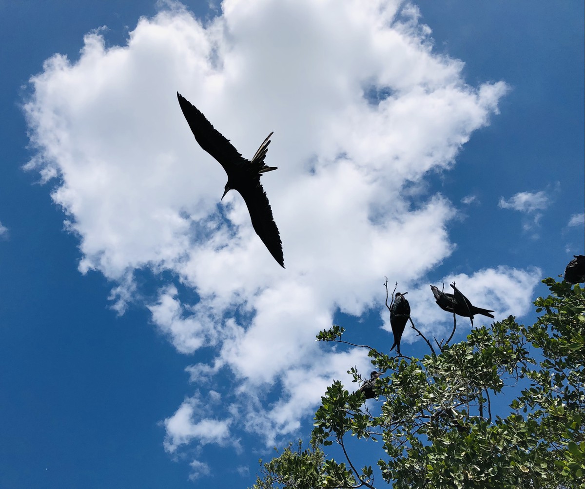 How Miami Dade residents can help birds migrate safely Miami